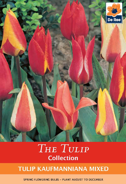 Tulip Kaufmanniana Mixed (6 Bulbs) -