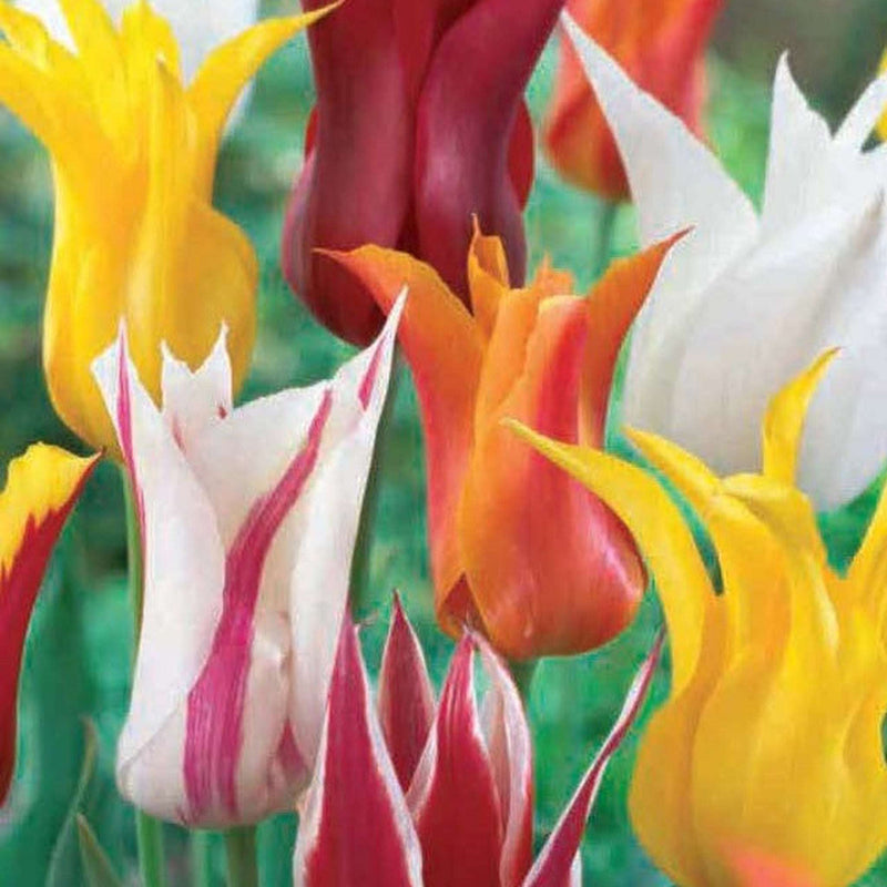 Tulip Lily Flowering Mix (6 Bulbs) -