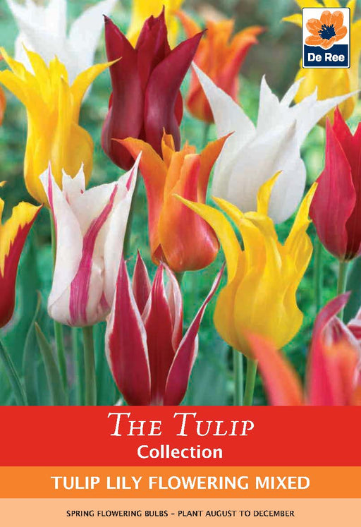 Tulip Lily Flowering Mix (6 Bulbs) -