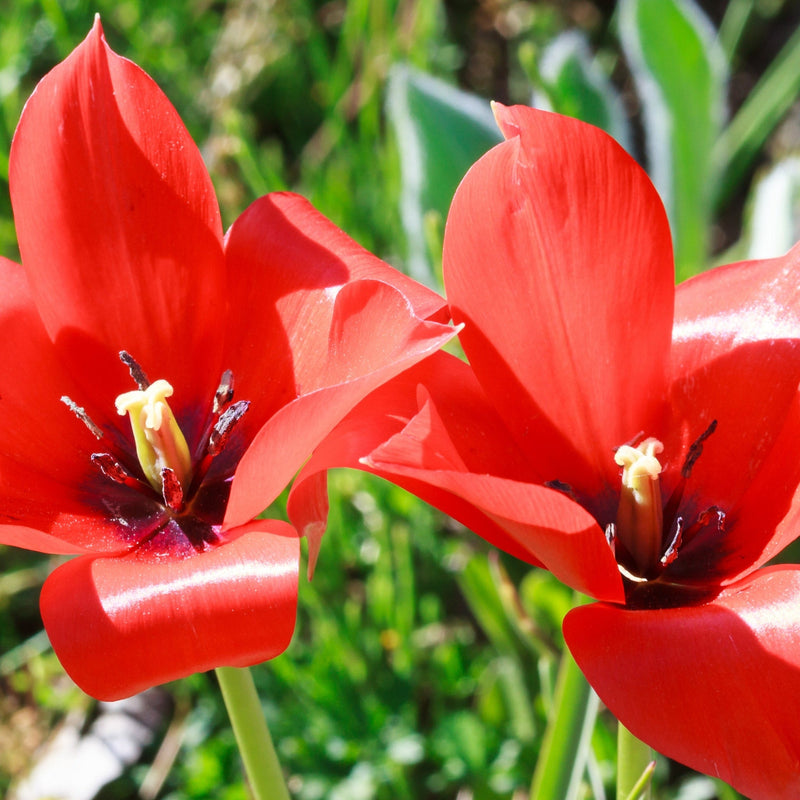 Tulip 'Linifolia' (10 Bulbs) -
