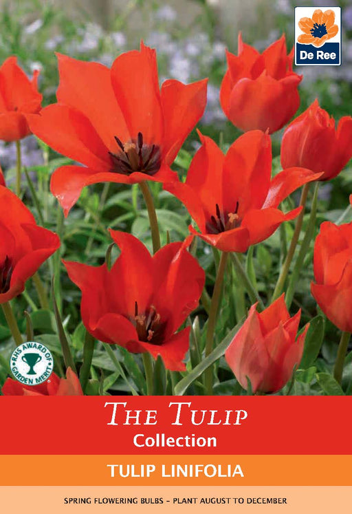 Tulip 'Linifolia' (10 Bulbs) -