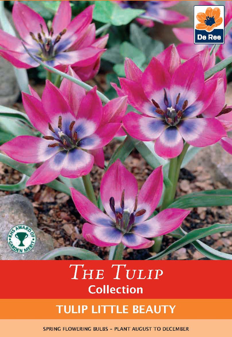 Tulip linifolia 'Little Beauty' (8 Bulbs) -