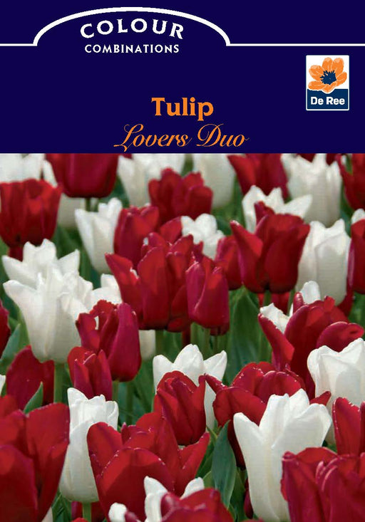 Tulip Lovers Duo (6 Bulbs) -