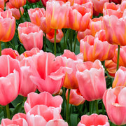 Tulip 'Menton' (5 Bulbs) -