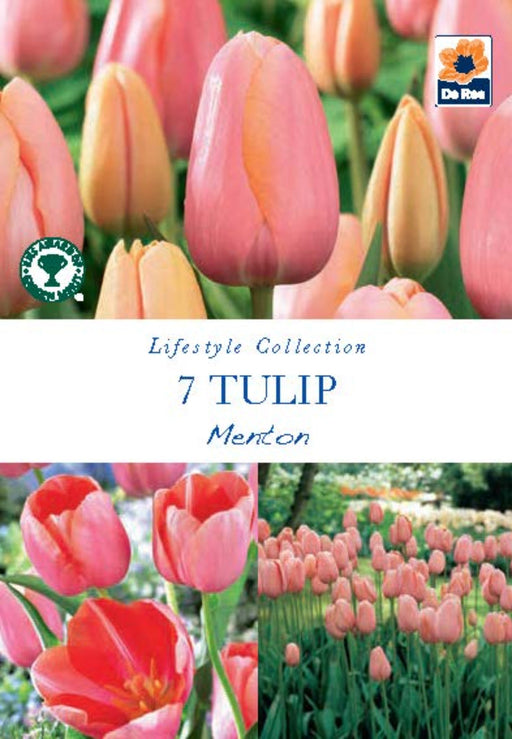 Tulip 'Menton' (5 Bulbs) -