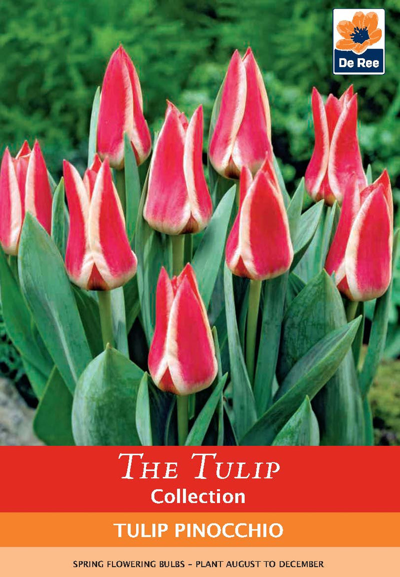 Dwarf Tulip 'Pinocchio' (6 Bulbs) -