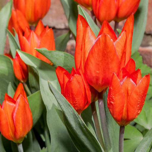 Tulip 'Praestans Van Tubergen' (8 Bulbs) -