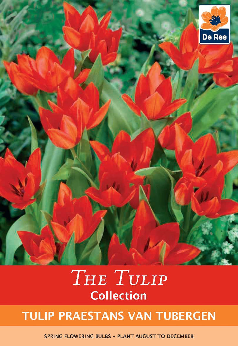 Tulip 'Praestans Van Tubergen' (8 Bulbs) -