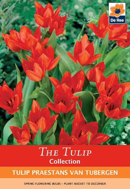 Tulip 'Praestans Van Tubergen' (8 Bulbs) -