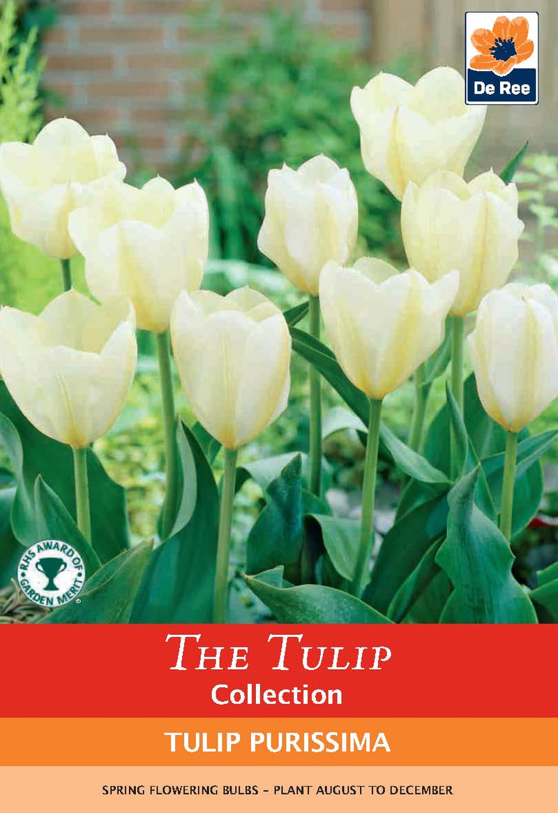 Tulip 'Purissima' (4 Bulbs) -