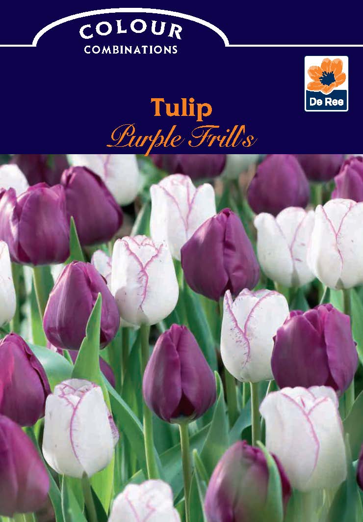 Tulip 'Purple Frills' (6 Bulbs) -