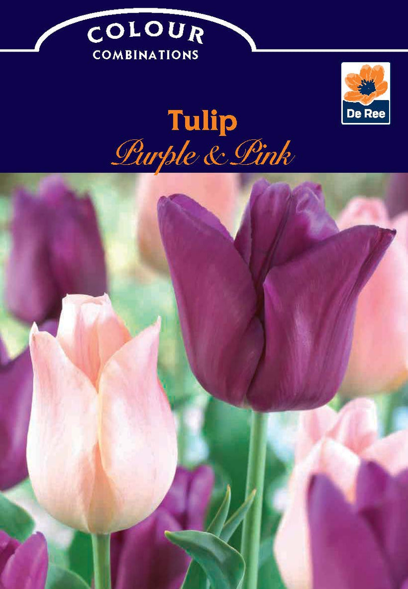 Tulip 'Purple & Pink' (6 Bulbs) -