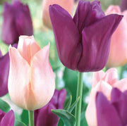 Tulip 'Purple & Pink' (6 Bulbs) -