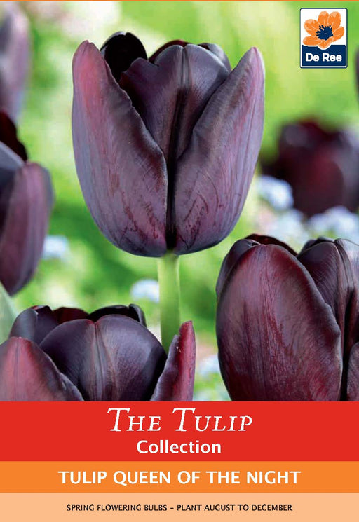 Tulip 'Queen of the Night' (5 Bulbs) -