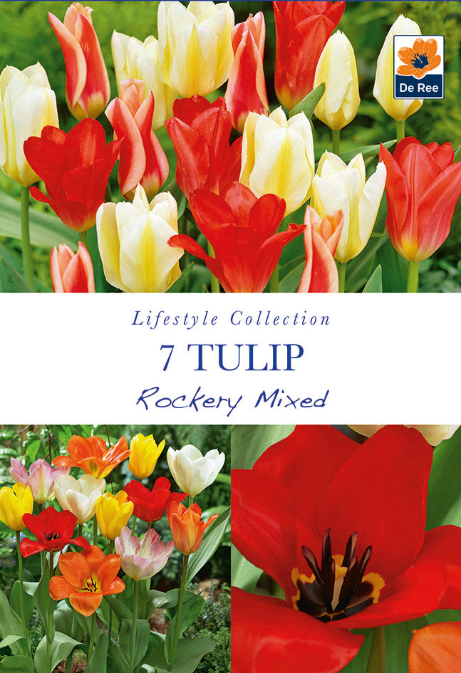 Tulip Dwarf Rockery Mixed Bulbs 5 Bulbs -
