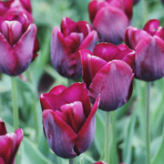 Tulip 'Ronaldo' (4 Bulbs) -