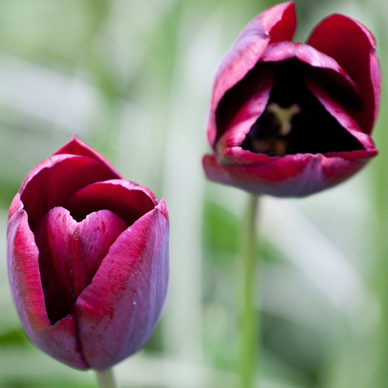 Tulip 'Ronaldo' (4 Bulbs) -