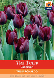 Tulip 'Ronaldo' (4 Bulbs) -