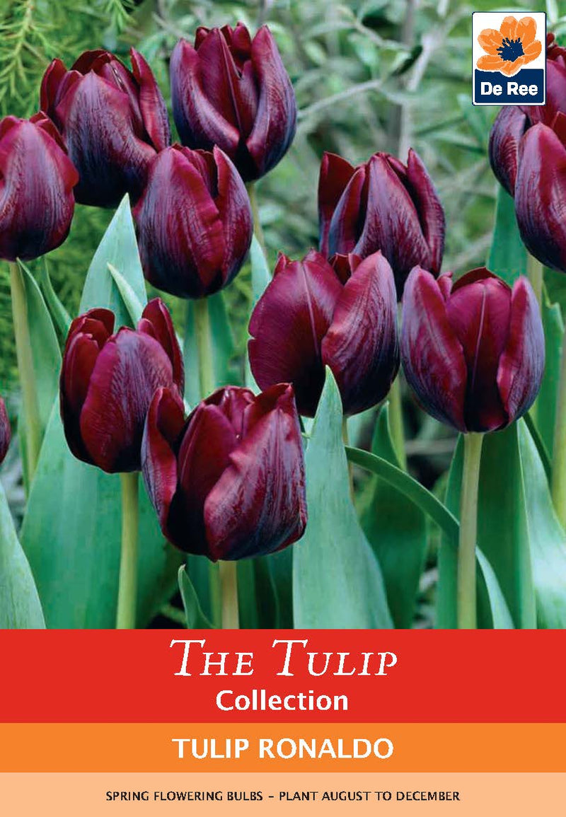 Tulip 'Ronaldo' (4 Bulbs) -