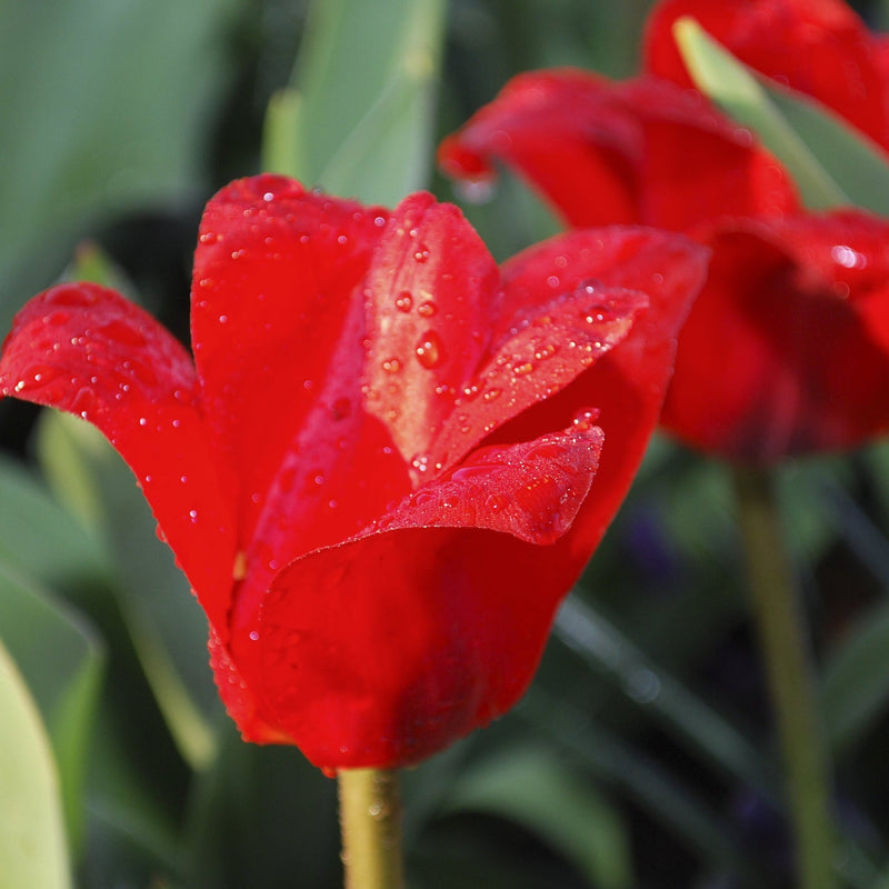 Tulip 'Showwinner' (5 Bulbs) -
