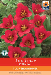Tulip 'Showwinner' (5 Bulbs) -