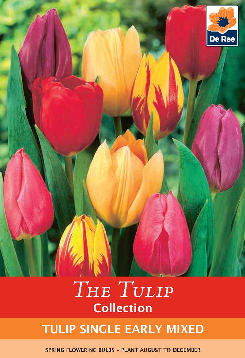 Tulip Single Early Mixed (5 Bulbs) -