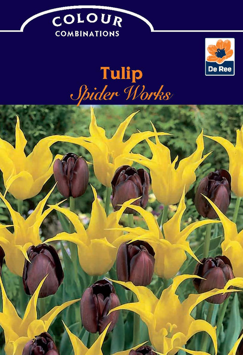Tulip Spider Works (6 Bulbs) -