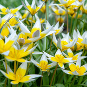 Tulip Bulbs - Dasystemon Tarda 8 bulbs -