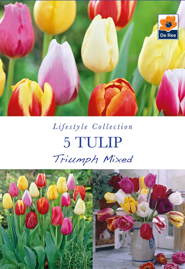 Tulip Triumph Mixed Bulbs (5 Bulbs) -