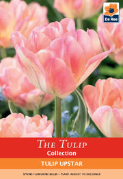 Tulip 'Upstar' (4 Bulbs) -