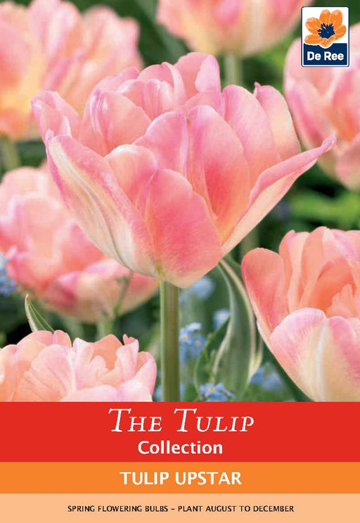 Tulip 'Upstar' (4 Bulbs) -