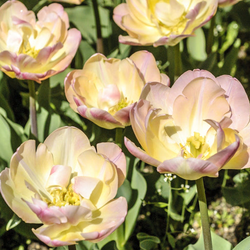 Tulip 'Upstar' (4 Bulbs) -
