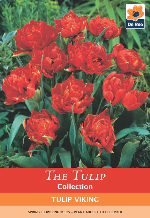 Tulip Double Early 'Viking' (5 Bulbs) -