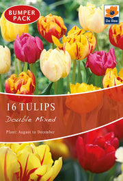 Tulip Double Mixed (12 Bulbs) -