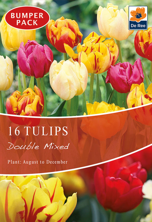 Tulip Double Mixed (12 Bulbs) -