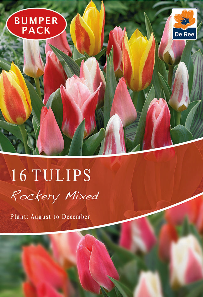Tulip Dwarf Rockery Mixed Bulbs 12 Bulbs -
