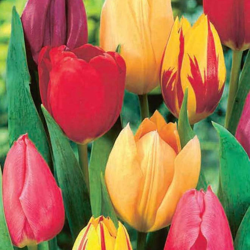 Tulip Single Early Mixed (5 Bulbs) -