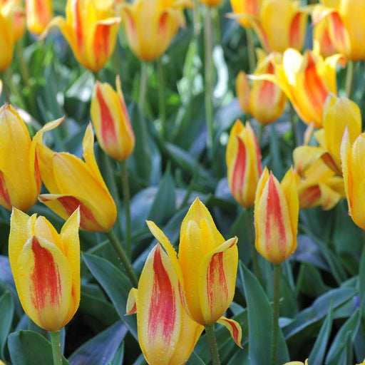 Tulip 'Giuseppe Verdi' (6 Bulbs) -