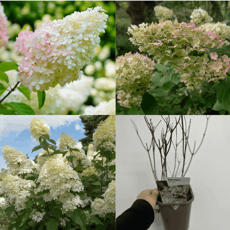 3 x Hydrangea paniculata Mix 1L (30-40cm inc pot)