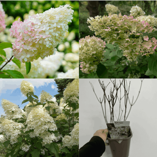 3 x Hydrangea paniculata Mix 1L (30-40cm inc pot)