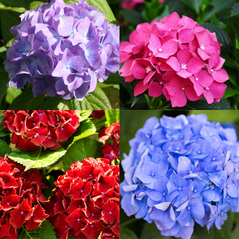 Mix of 4 Dwarf Hydrangea | Hydrangea macrophylla 'Little Mix' 2L -