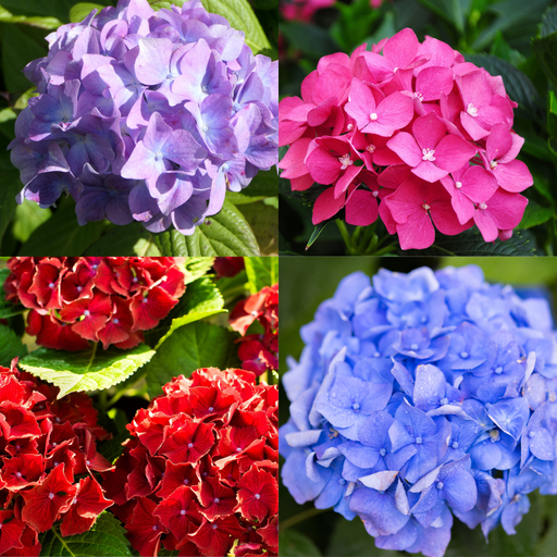 Mix of 4 Dwarf Hydrangea | Hydrangea macrophylla 'Little Mix' 2L -