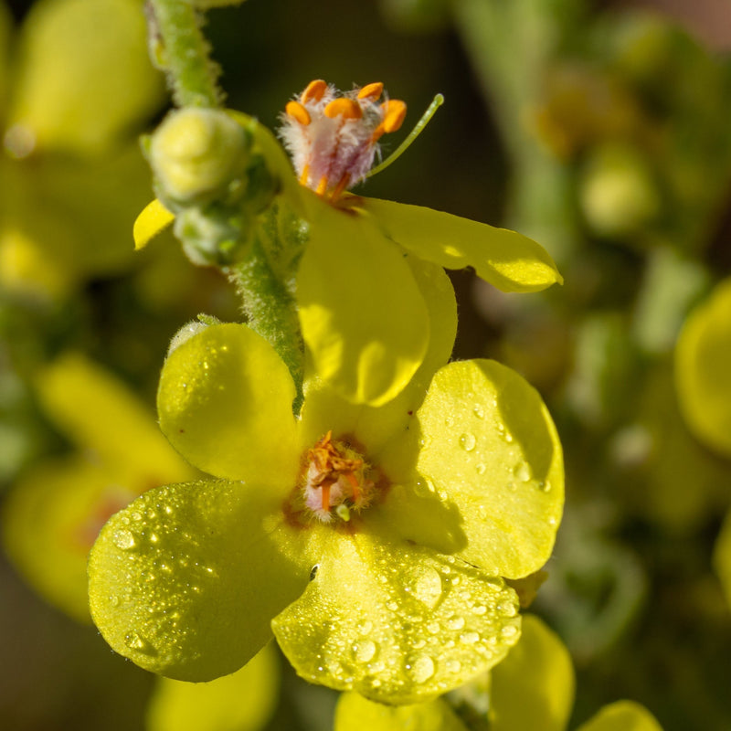 Verbascum x hybridum 'Banana Custard' 1L -