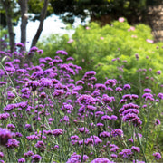 Verbena bonariensis 9cm -