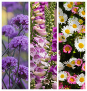 Pastel love (3 x 9cm Pots) -