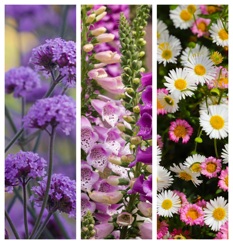 Pastel love (3 x 9cm Pots) -