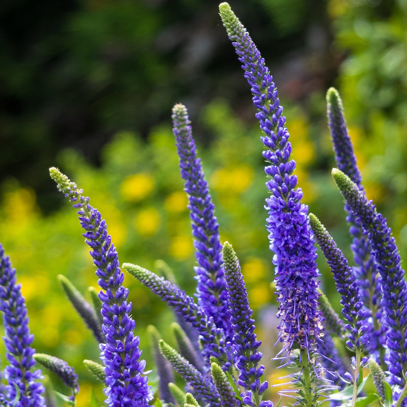 Veronica 'Anniversary Blue’ 9cm/2L -