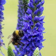 Veronica 'Anniversary Blue’ 9cm/2L -