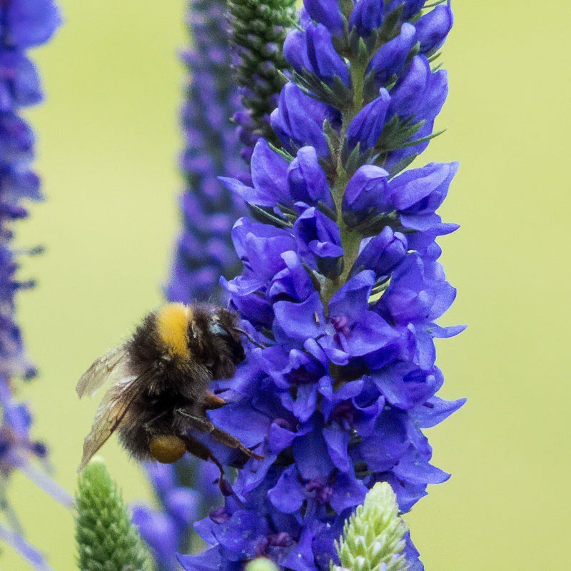 Veronica 'Anniversary Blue’ 9cm/2L -