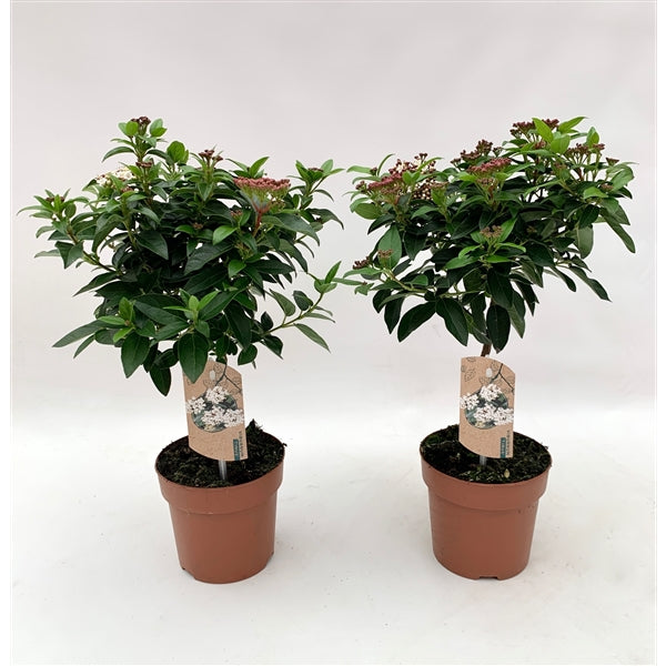 Viburnum tinus Patio Tree -